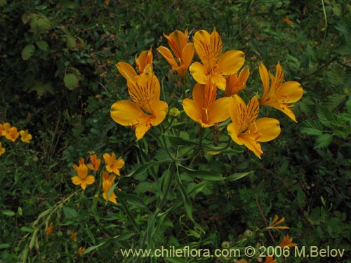 Image of Alstroemeria aurea (Alstromeria dorada / Amancay / Liuto / Rayen-cachu). Click to enlarge parts of image.